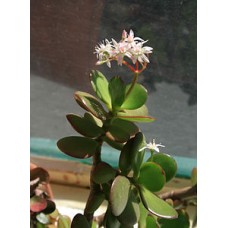 Crassula ovata - árbol de jade