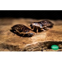  Cucaracha Blaptica Dubia - Ración individual  (Varios tamaños)