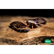 Cucaracha Blaptia Dubia 100 / 120 unidades  (Varios tamaños)