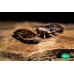  Cucaracha Blaptica Dubia - Ración individual  (Varios tamaños)
