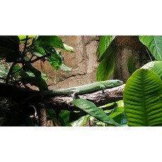Lagarto verde de Tanzania - Gastropholis Prasina