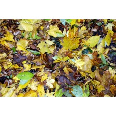 Hojarasca - hojas secas de roble