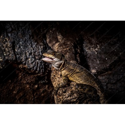 Basiliscus Basiliscus