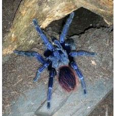 Tarantula azul de Brasil - Pterinopelma sazimai 