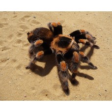 Tarántula de anillos rojos - Brachypelma hamorii