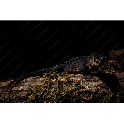 Escinco Cocodrilo de ojos rojos | Tribolonotus Gracilis